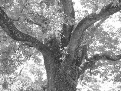 An ancient White Oak Tree